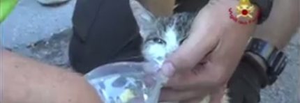 DOPO 5 GIORNI SOTTO LE MACERIE, UN GATTINO VIENE SALVATO DAI VIGILI DEL FUOCO