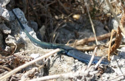 lucertola azzurra