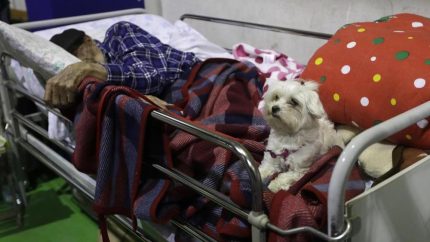 Terremoto ad Amatrice, il cane rimane vicino al suo proprietario 97enne sfollato