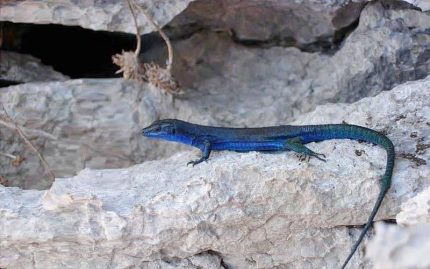 CAPRI, UCCISA LA LUCERTOLA AZZURRA: IL RARO RETTILE IMPICCATO COL CAPPIO