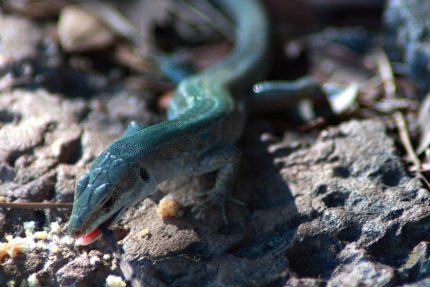 lucertola_azzurra_by_kihaad