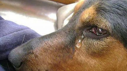 Roma: Rapiva i cani, li violentava e poi li uccideva …