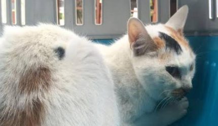 Terremoto Amatrice, altro miracolo “animale”: dopo 12 giorni trovata viva la gatta Carina