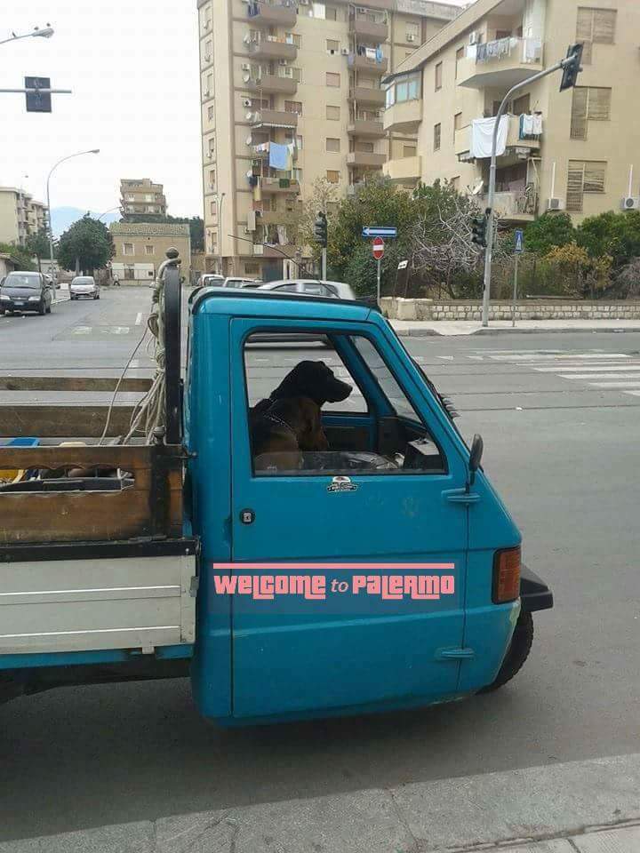 A Palermo guidano come i cani